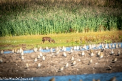 Muntjac Deer on Grass Side View