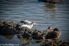 Black-tailed Godwit on Mud Bank Back View