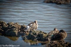 Black-tailed Godwit on Mud Bank Back View