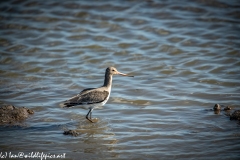 Black-tailed Godwit in Water Side View