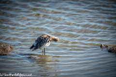 Black-tailed Godwit in Water Side View