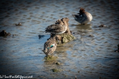 Female Teal Grooming Back View