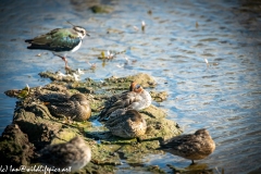 Male Teal Resting Side View