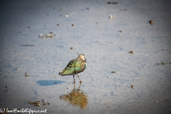 Female Lapwing Walking in Water Back View