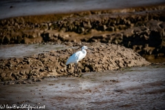 Little Egret on Mud Bank Side View