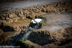 Little Egret on Mud Bank Side View