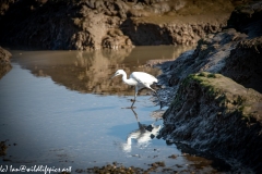 Little Egret on Water Side View