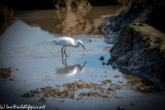 Little Egret on Water Hunting Side View