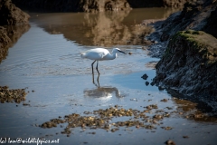 Little Egret on Water with Fish Side View