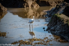 Little Egret on Water Front View