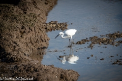 Little Egret on Water Hunting Side View