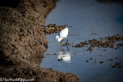 Little Egret on Water Hunting Front View