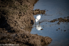 Little Egret on Water with Fish Front View