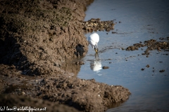 Little Egret on Water with Fish Front View