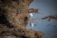 Little Egret on Water with Fish Front View