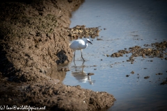 Little Egret on Water with Fish Front View