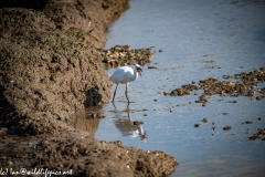 Little Egret on Water Eating Fish Front View