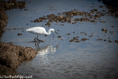 Little Egret on Water with Fish Side View