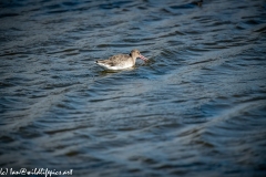 Bar-tailed Godwit on Water Side View