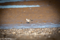 Sanderling on Beach Side View