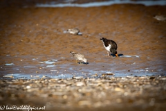 Sanderling on Beach Side View