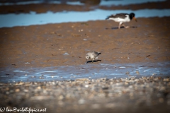 Sanderling on Beach Front View