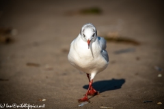 Black-headed Gull on Beach Front View