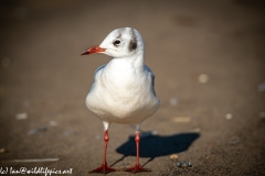 Black-headed Gull on Beach Front View