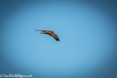 Female Marsh Harrier in Flight Back View