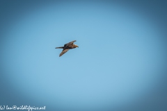 Female Marsh Harrier in Flight Side View