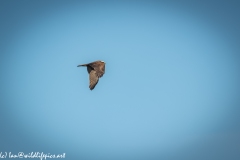 Female Marsh Harrier in Flight Side View