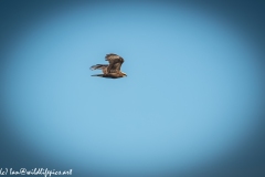 Female Marsh Harrier in Flight Side View