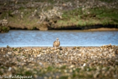 Curlew on Beach Front View