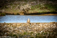 Curlew on Beach Front View