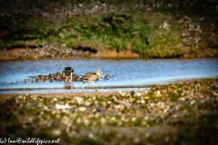 Curlew on Beach Side View