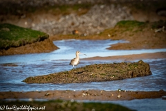 Black-tailed Godwit on Mud Bank Front View