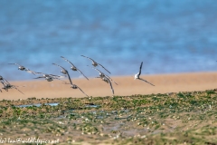 Sanderlings in Flight over Beach Front View