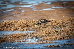 Turnstone with Fish on Beach Side View