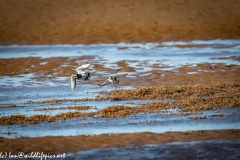 Turnstone with Fish in Flight Side View