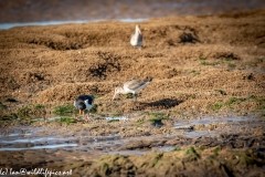 Black-tailed Godwit on Beach Side View