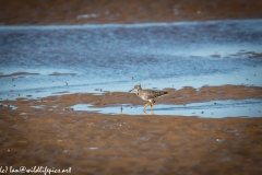 Redshank on Beach Side View