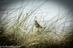 House Sparrow on Beach Grass Side View