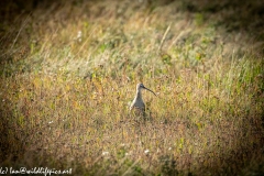 Curlew in Grass Front View