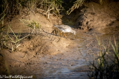 Redshank on Mud Bank Catching Worm Side View