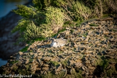 Redshank on Mud Bank Resting Side View