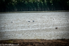 Avocet in Water Side View