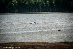 Avocet in Water Side View