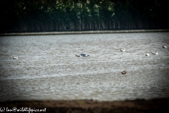 Avocet in Water Side View