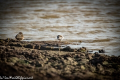 Female Ruff on Mud Bank Front View