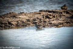 Dunlin in Water Side View